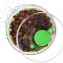 Suszarka do sałaty 5,9 Litra OXO Good Grips zielona 1266080MLNYK