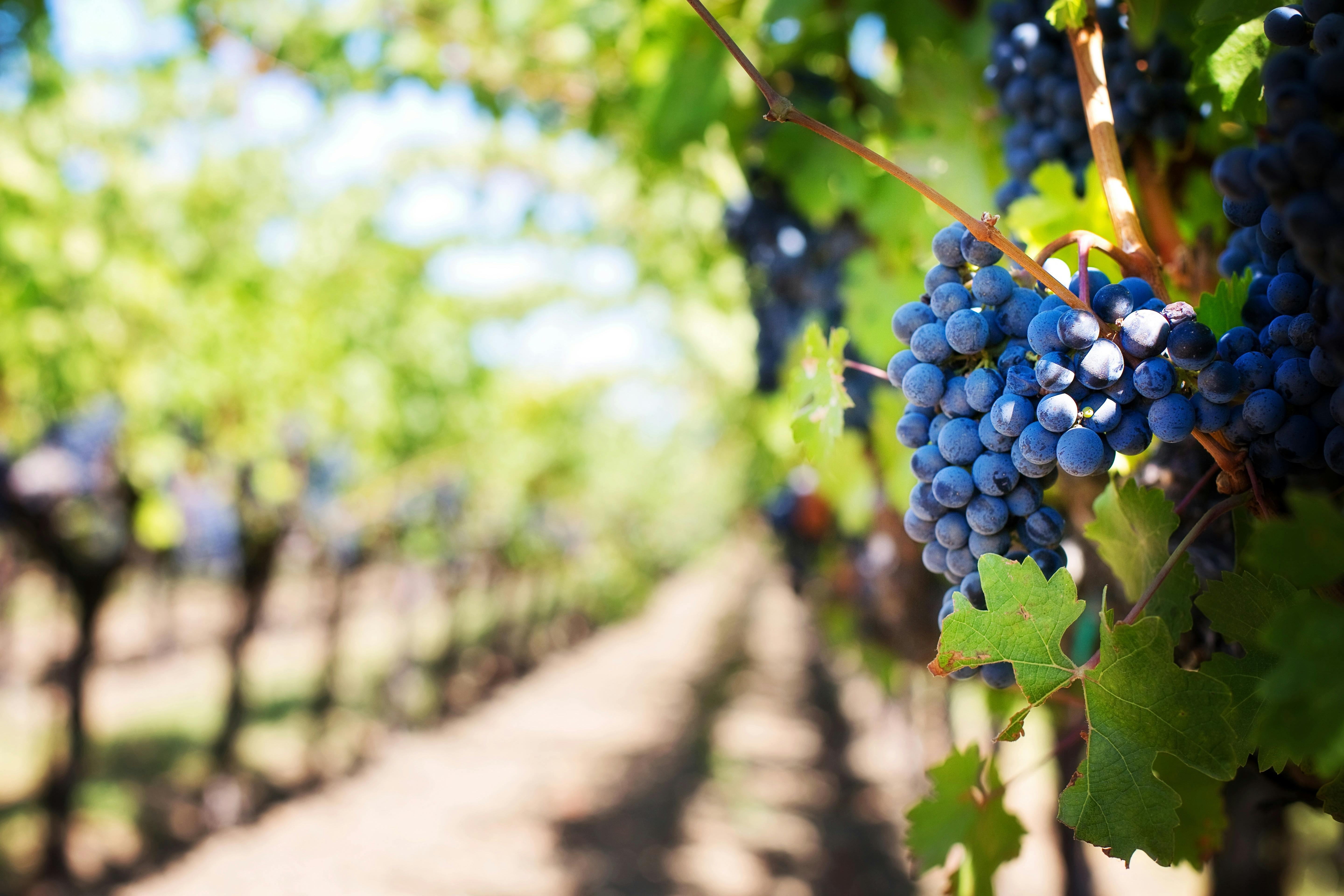szczepy win Cabernet Sauvignon - winorośl