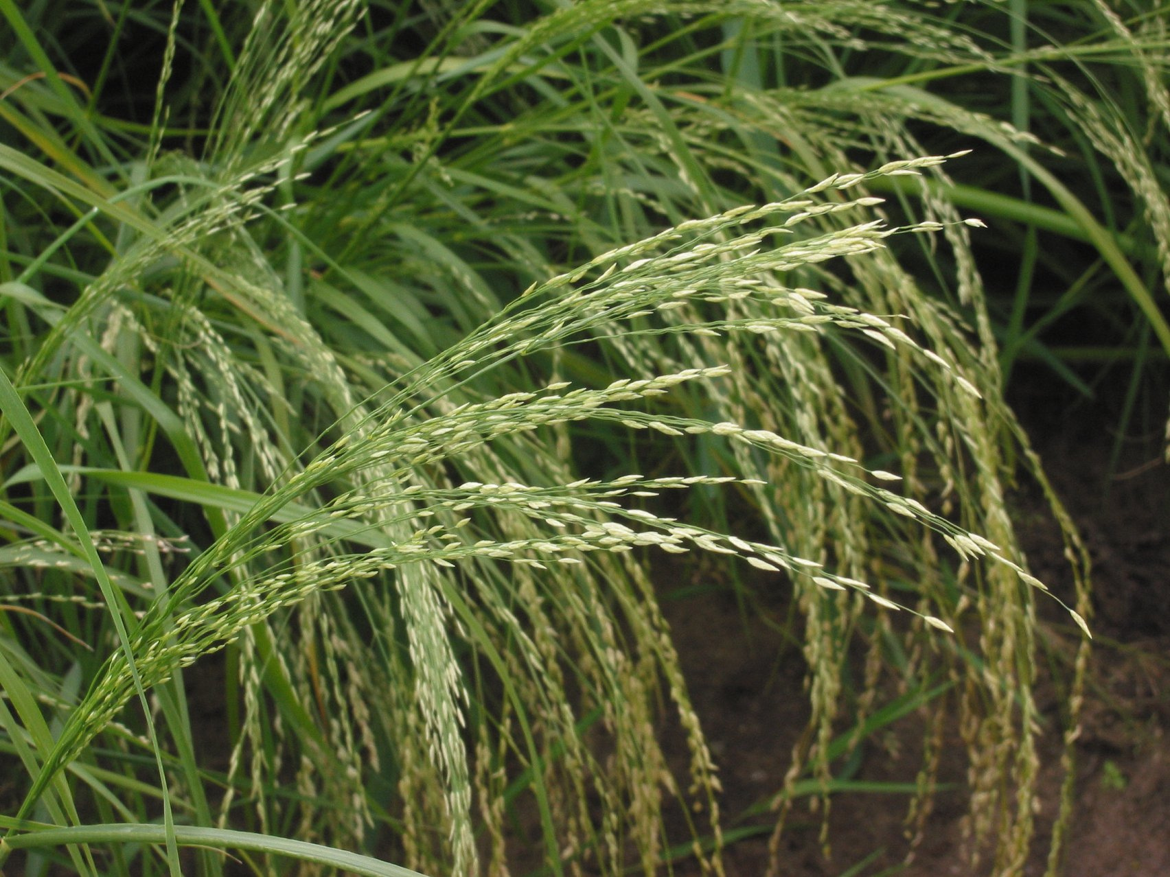 teff; trawa abisyńska, kłosy zboża